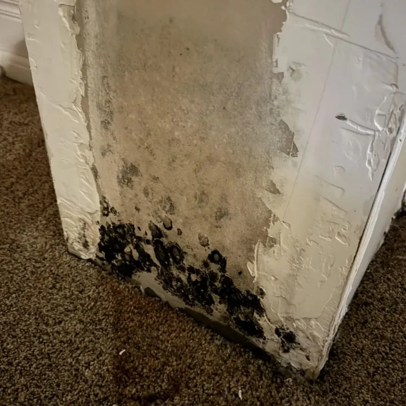 Professional Mold Removal in Jacksonville Beach, FL